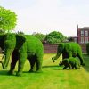 Topiary Elephants Paint By Number