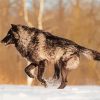 Black And Brown Wolf In Snow Paint By Numbers