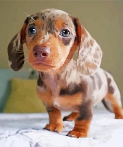 Dachshund Miniature Puppy Dog Paint By Numbers