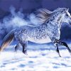 Dapple Horse Art Paint By Numbers