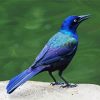 Grackle Bird Paint By Numbers