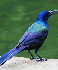 Grackle Bird Paint By Numbers