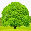 Green Beech Tree Paint By Numbers