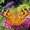 Painted Lady Butterfly Paint By Numbers
