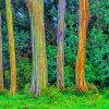 Rainbow Eucalyptus Trees Paint By Numbers