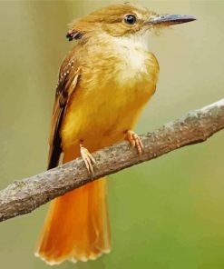 Royal Flycatcher Bird Paint By Numbers