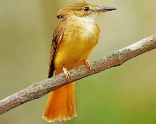 Royal Flycatcher Bird Paint By Numbers