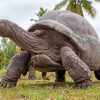 Seychelles Giant Tortoise Paint By Numbers
