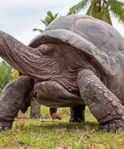 Seychelles Giant Tortoise Paint By Numbers