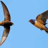 Swifts And Swallows Paint By Numbers