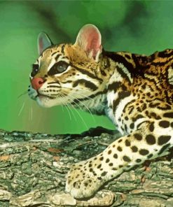The Ocelot Cat Paint By Numbers