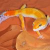 Yellow desert Gecko Paint By Numbers