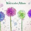 Allium Art Paint By Numbers
