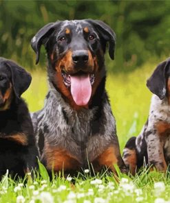 Beauceron Dog And Puppies Paint By Numbers