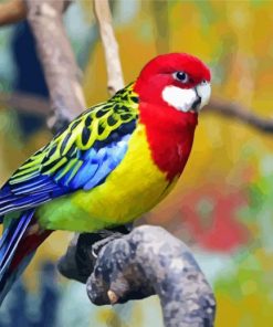 Eastern Rosella Paint By Numbers