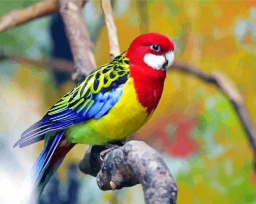 Eastern Rosella Paint By Numbers