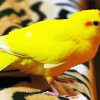 Yellow Kakariki Bird Paint By Numbers