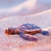 Baby Turtles Paint By Number