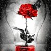 Black And Red Light Bulb Rose Paint By Numbers