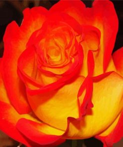 Blooming Red And Yellow Rose Paint By Numbers