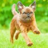 Brussels Griffon Running Paint By Numbers