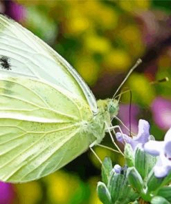 Cabbage White Butterfly Paint By Numbers
