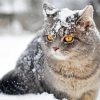 Cat And Snow Art Paint By Numbers