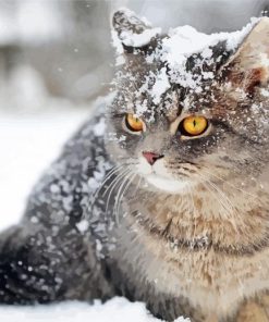 Cat And Snow Art Paint By Numbers
