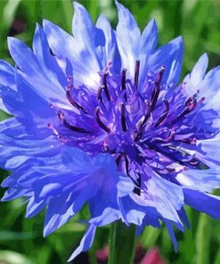 Corn Flower Paint By Numbers