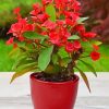 Crown Of Thorns Plant Pot Paint By Numbers