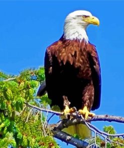Eagle On A Branch Paint By Number
