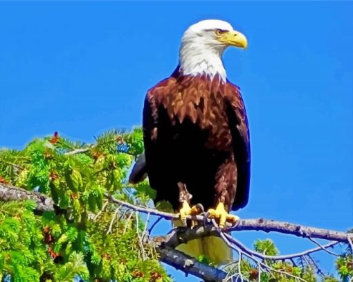 Eagle On A Branch Paint By Number