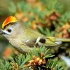 Goldcrest Paint By Numbers