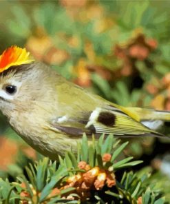 Goldcrest Paint By Numbers