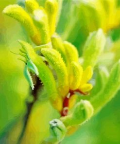 Green Kangaroo Paw Paint By Numbers