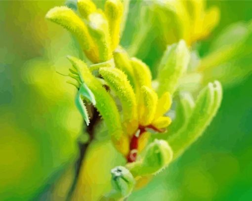 Green Kangaroo Paw Paint By Numbers