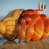 Hermit Crab Shell Paint By Number