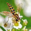Hoverfly On Alyssum Paint By Number
