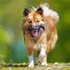 Icelandic Sheepdog Animal Paint By Number