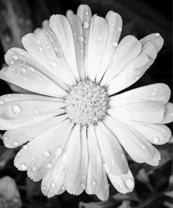 Monochrome Flower With Rain Drops Paint By Numbers