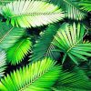 Palm Leaf Paint By Numbers