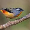 Pardalote On A Branch Paint By Number