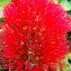 Pohutukawa Flower Paint By Numbers