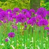 Purple Allium Plants Paint By Number