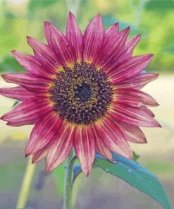 Purple Sunflower Paint By Numbers