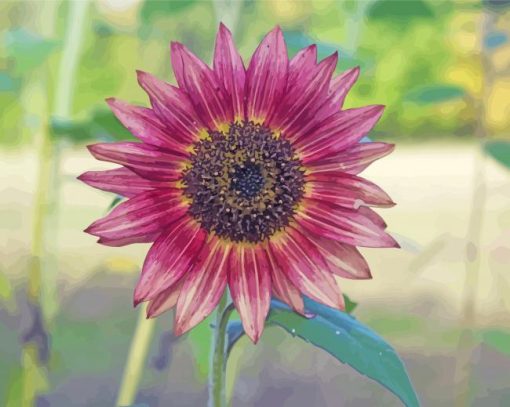 Purple Sunflower Paint By Numbers