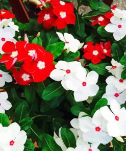 Red And White Flowers Paint By Numbers