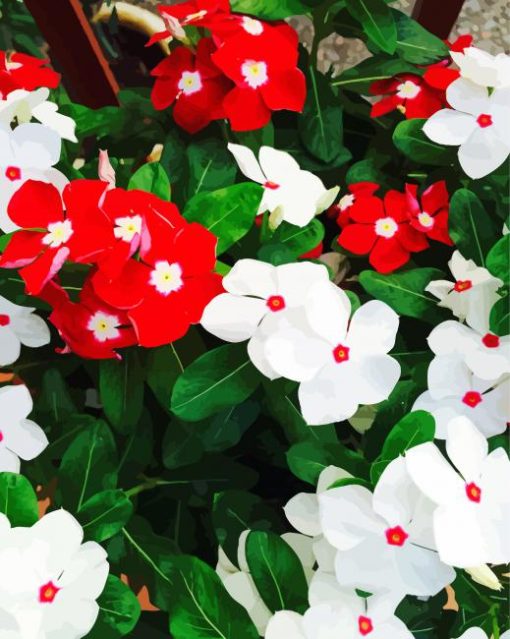 Red And White Flowers Paint By Numbers