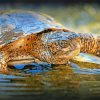 Terrapin Turtle Reptile In Water Paint By Number
