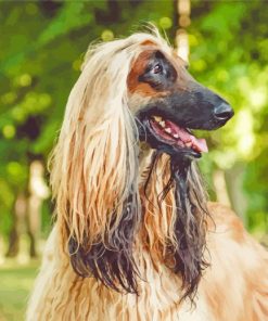 The Afghan Hound Dog Paint By Numbers